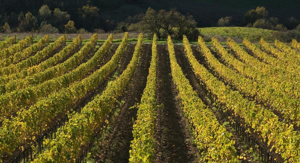 Bed & Breakfast Pieve De' Pitti Terricciola